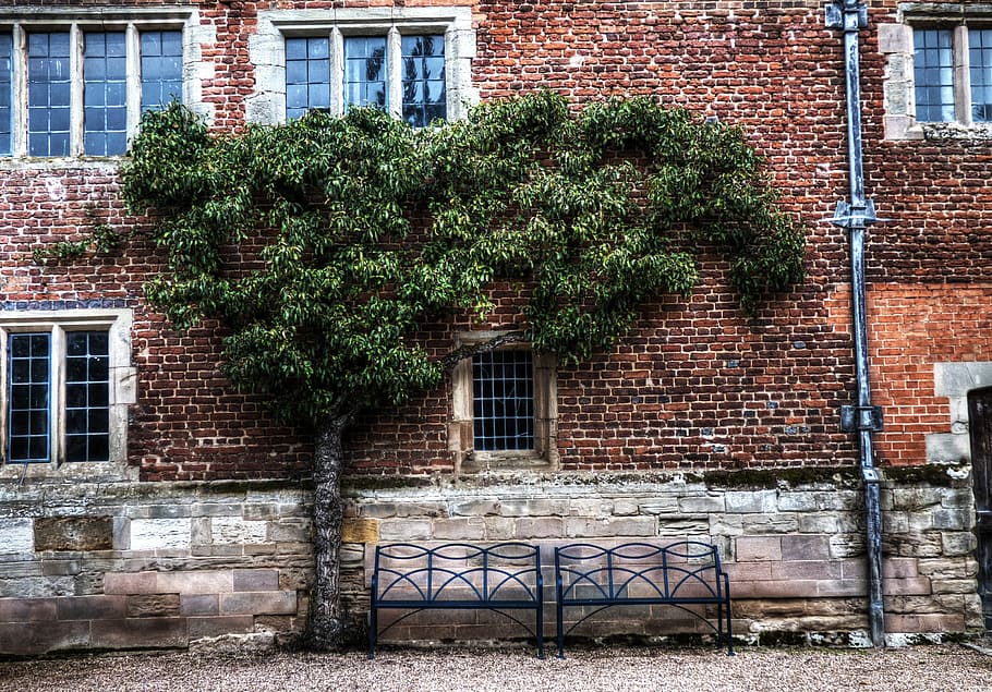 muratura, costruzione, architettura, facciata, Casa, esterno, natura, verde, vecchio, finestra, esterno dell'edificio, muro di mattoni, struttura costruita, mattone, all'aperto, parete, pianta, giorno, crescita, nessuno, caratteristica della parete, quartiere residenziale, città, albero, edera, 4K