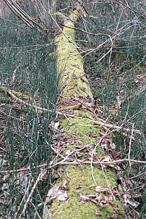 ceppo, foresta, muschio, vecchio, marcisce, naturale, bemoost, equiseto, Equiseto invernale, equiseto, hyemale, pianta, pervinca, chamaephyte, canna-like, rush-like, correre simile a, canne simili a, polirkannenkraut, polirschachtelhalm, ottima coda di cavallo, carpenteria equiseto, winterschafthalm, gambo, lungo, verde, magro, oblungo, sottobosco, pianta forestale, foresta naturale, albero, natura, terra, la tranquillità, nessuno, giorno, crescita, tronco d'albero, tronco, ramo, scena tranquilla, all'aperto, erba, albero nudo, legno - materiale, bosco, messa a fuoco selettiva, bellezza nella natura, pianta morta, 5K, CC0, dominio pubblico, privo di copyright