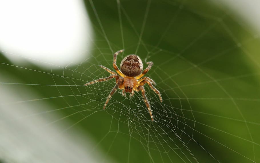 fotografia tancada, marró, aranya, web, blanc, insecte, teranyina, plantes, verd, supervivència, un animal, temes d'animals, centrar-se en primer pla, primer pla, naturalesa, fragilitat, animal, aràcnids, artròpode, invertebrat, fauna animal, animals a la natura, vulnerabilitat, dia, part del cos dels animals, cap gent, a l'aire lliure, cames d’animal, complexitat, 4K