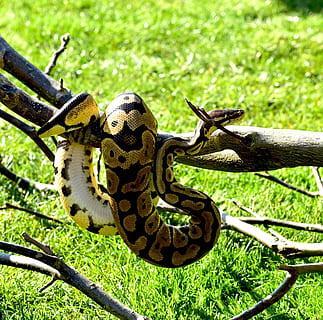 Snake, Ball Python, Cute, python, constrictor, boa, beauty, reptile, scale, close, python regius, creature, foraging, non toxic, mouse hunter, one animal, animal wildlife, animal themes, animals in the wild, green color, nature, animal, plant, grass, day, close-up, no people, invertebrate, focus on foreground, tree, branch, insect, animal markings, outdoors, sunlight, butterfly - insect, 1080P, CC0, public domain, royalty free