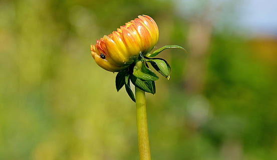 gerbera, zárodky, květ, jaro, náklonnost, romantický, žlutý květ, makro, rostlina, zaměřit se na popředí, krása v přírodě, detail, svěžest, růst, zelená barva, nikdo, Příroda, kvetoucí rostlina, den, pupen, venku, křehkost, zranitelnost, jídlo, zvířat, zvíře, stonek rostliny, květu hlavy, 4K, CC0, veřejná doména, bez autorských práv