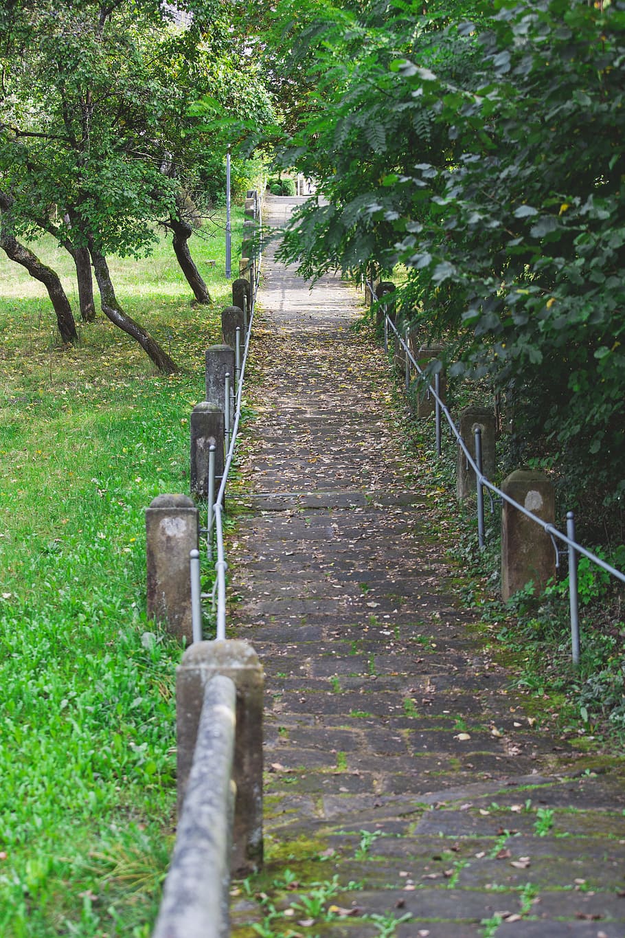 natur, Skov, træer, græs, dagslys, miljø, idyllisk, blade, parkere, pathway, planter, landskab, naturskøn, rolig, plante, vejen frem, træ, retning, vækst, ingen mennesker, dag, jord, sti, ro, grøn farve, rækværk, udendørs, tom, skønhed i naturen, rolig scene, trappe, lang, 5K