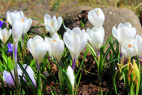 merapatkan, fotografi, putih, bunga petaled, crocus, bunga musim semi, musim semi, bunga, alam, menanam, berbunga, tanaman berbunga, warna putih, kesegaran, keindahan di alam, pertumbuhan, kerapuhan, kerentanan, daun bunga, hal berkembang, tanah, kepala bunga, bidang, hari, polisi militer, fokus pada latar depan, tidak ada orang, di luar rumah, iris, hamparan bunga, 5K, CC0, domain publik, bebas royalti