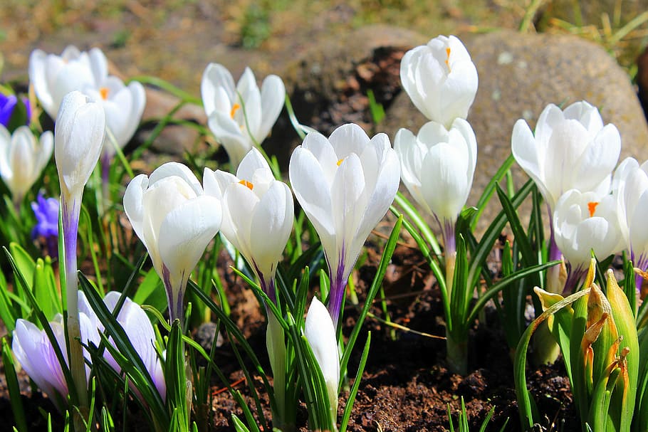 merapatkan, fotografi, putih, bunga petaled, crocus, bunga musim semi, musim semi, bunga, alam, menanam, berbunga, tanaman berbunga, warna putih, kesegaran, keindahan di alam, pertumbuhan, kerapuhan, kerentanan, daun bunga, hal berkembang, tanah, kepala bunga, bidang, hari, polisi militer, fokus pada latar depan, tidak ada orang, di luar rumah, iris, hamparan bunga, 5K