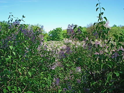 paesaggio, natura, fioritura, primavera, lilla, fioritura lilla, alberi in fiore, cielo, cielo blu, pianta, crescita, fiore, bellezza nella natura, pianta fiorita, albero, colore verde, vulnerabilità, fragilità, giorno, freschezza, la tranquillità, nessuno, terra, scena tranquilla, cielo sereno, parte vegetale, foglia, all'aperto, 2K, CC0, dominio pubblico, privo di copyright