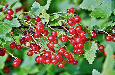 ribes, frutti di bosco, frutta, rosso, frutta a bacca rossa, cibo, cibo e bevande, foglia, mangiare sano, parte vegetale, freschezza, pianta, crescita, avvicinamento, natura, colore verde, nessuno, giorno, benessere, albero, bellezza nella natura, messa a fuoco selettiva, all'aperto, sorbe, ribes rosso, maturo, 4K, CC0, dominio pubblico, privo di copyright