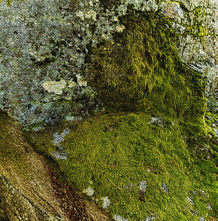 textura, rock, penya-segat, molsa, estructura, fons, pedra, paret, bolets, verd, planta, color verd, creixement, bellesa a la natura, tranquil·litat, arbre, naturalesa, cap gent, dia, escena tranquil·la, sòlid, aigua, rock - object, terra, vista d’angle alt, a l'aire lliure, escenics - natura, que flueix, aigua que flueix, 5K, CC0, domini públic, lliure de regalies