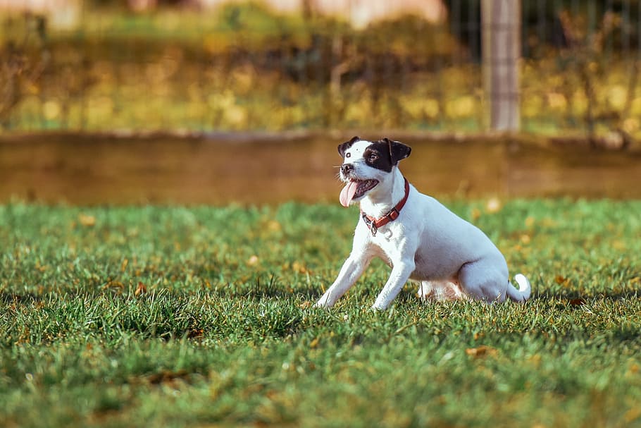 adult, Jack, russell terrier, assegut, herba, durant el dia, selectiu, focalitzar la fotografia, adorable, animal, raça, caní, bonic, gos, nacional, feliç, poc, mamífer, prat, mascota, retrat, pura raça, correr, jove, mascotes, un animal, animals domèstics, temes d'animals, panteixant, boca oberta, corrent, a l'aire lliure, planta, cap gent, naturalesa, moviment, enfocament selectiu, dia, expressió facial, llum solar, gos de pura raça, 1080P