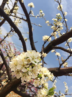pære, hvit, vårjevndøgn, vår, utflukt, blomst, blomstrende plante, anlegg, skjørhet, tre, blomstre, friskhet, vekst, sårbarhet, skjønnhet i naturen, natur, gren, fokusere på forgrunnen, petal, våren, dag, hvit farge, nærbilde, blomsterhodet, kirsebærblomst, ingen folk, utendørs, kirsebærtre, pollen, 2K, CC0, offentlig domene, opphavsrett gratis