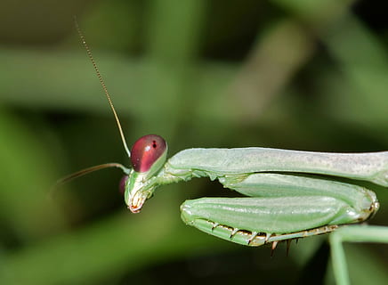 selektif, fotografi fokus, hijau, berdoa, belalang, belalang sembah, serangga, bug, serangga hijau, asing, predator, predator penyergapan, antena, kaki depan, berburu, mencari, Profil, makro, makhluk, alam, hewan, biologi, ilmu serangga, arthropoda, mantodea, tema binatang, satwa liar hewan, satu binatang, merapatkan, binatang di alam liar, fokus pada latar depan, invertebrata, menanam, tidak ada orang, bagian tubuh hewan, warna hijau, hari, di luar rumah, daun, fokus selektif, bagian tanaman, kepala hewan, hutan hujan, 2K, CC0, domain publik, bebas royalti