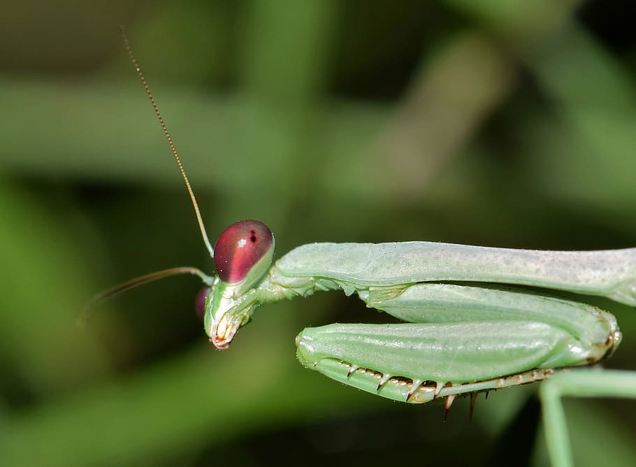 selectiu, focalitzar la fotografia, verd, resant, mantis, Mantis religiosa, insecte, error, insecte verd, alienígena, depredador, emboscat predador, antenes, potes davanteres, cacera, mirant, Perfil, macro, criatura, naturalesa, animal, biologia, entomologia, artròpode, mantodea, temes d'animals, fauna animal, un animal, primer pla, animals a la natura, centrar-se en primer pla, invertebrat, planta, cap gent, part del cos dels animals, color verd, dia, a l'aire lliure, full, enfocament selectiu, part de la planta, cap d’animals, selva tropical, 2K