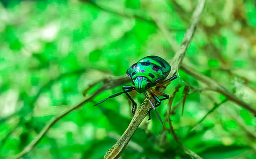 escarabat, insecte, error, naturalesa, verd, Oliva, créixer, a l'aire lliure, arbre, primavera, dramàtica, paisatge, arc de Sant Martí, amazon, botànic, bosc, turons, colorit, panorama, un animal, temes d'animals, color verd, fauna animal, animals a la natura, animal, invertebrat, planta, primer pla, centrar-se en primer pla, cap gent, part del cos dels animals, zoologia, dia, macro, ala dels animals, libèl·lula, ull d’animals, 2K, CC0, domini públic, lliure de regalies