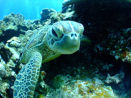green, sea turtle, swimming, turtle, sea, diving, underwater, reef, nature, animal, wildlife, blue, tropical Climate, water, animal themes, animal wildlife, animals in the wild, undersea, sea life, reptile, marine, vertebrate, one animal, coral, no people, close-up, 2K, CC0, public domain, royalty free