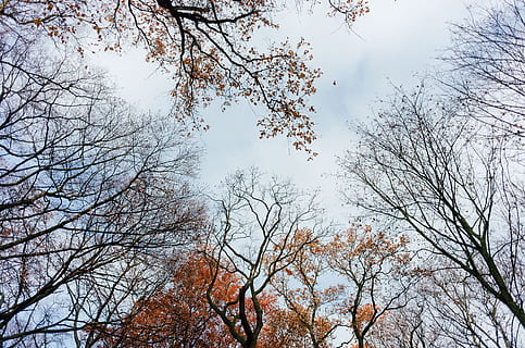 Copa das árvores, parque, árvore, topos, natureza, ramo, céu, ao ar livre, temporada, floresta, outono, beleza na natureza, plantar, folha, primavera, azul, árvore nua, visão de baixo ângulo, ninguém, crescimento, tranquilidade, dia, mudança, scenics - natureza, nuvem - céu, cena tranquila, cena não urbana, terra, Copa da árvore, 4K, CC0, domínio público, royalty free