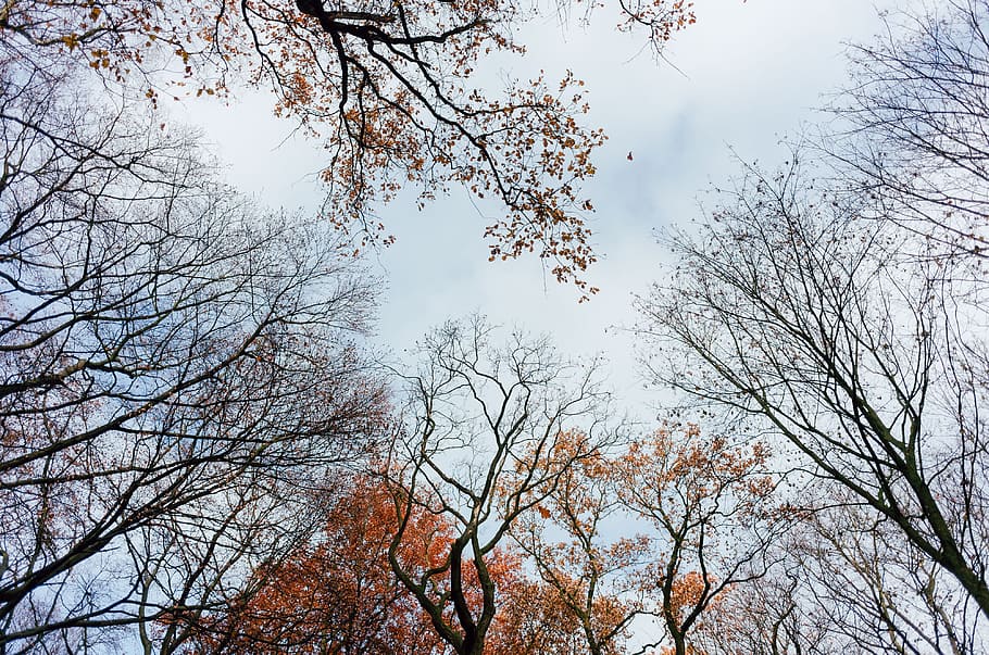 Copa das árvores, parque, árvore, topos, natureza, ramo, céu, ao ar livre, temporada, floresta, outono, beleza na natureza, plantar, folha, primavera, azul, árvore nua, visão de baixo ângulo, ninguém, crescimento, tranquilidade, dia, mudança, scenics - natureza, nuvem - céu, cena tranquila, cena não urbana, terra, Copa da árvore, 4K