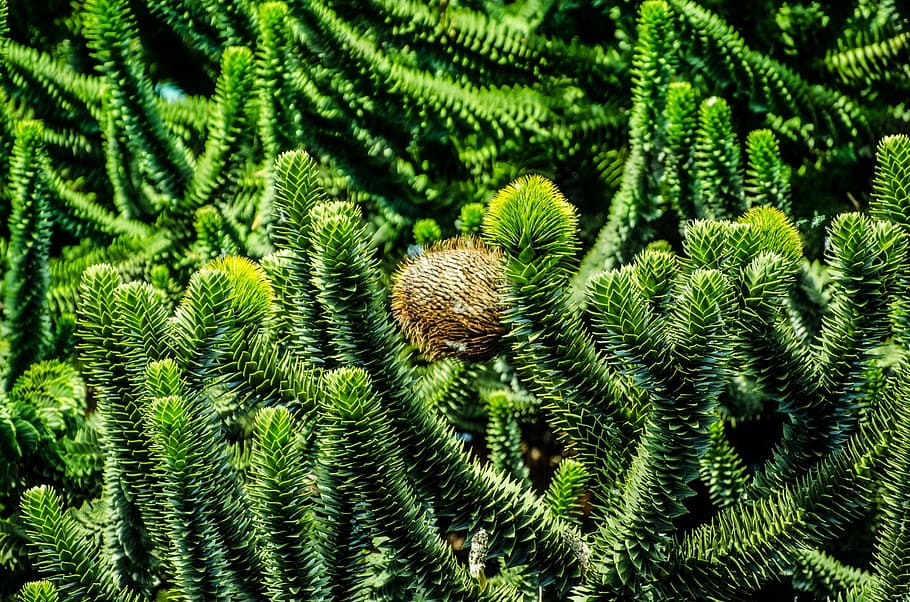 arbre, botànica, branca, primer pla, detall, flora, macro, naturalesa, agulla, pi norfolk, pi, verd, creixement, color verd, planta, bellesa a la natura, cap gent, marc complet, dia, falguera, fons, tranquil·litat, full, part de la planta, a l'aire lliure, patró, centrar-se en primer pla, patró natural, arbre de coníferes, picant, 1080P