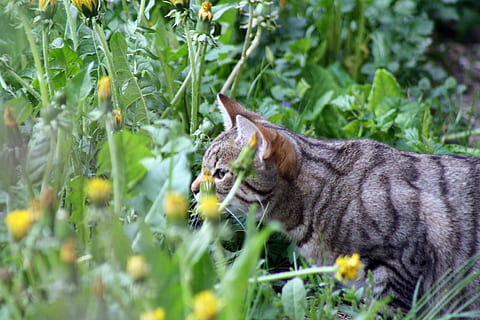gat, gust, primavera, temes d'animals, mamífer, animal, felí, gat domèstic, un animal, nacional, planta, mascotes, animals domèstics, cap gent, enfocament selectiu, vertebrats, naturalesa, vista lateral, planta amb flors, flor, terra, a l'aire lliure, tabby, bigotis, vista del perfil, 4K, CC0, domini públic, lliure de regalies