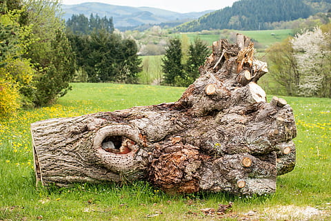 Brun, træ log, foran, træ, log, eifel, bjerge, knudrede, hul, rod, bark, gammel, stamme, struktur, grøn, plante, græs, dag, jord, ingen mennesker, Mark, natur, landskab, ro, beskadiget, grøn farve, træ - materiale, udendørs, scenics - natur, bjerg, vækst, skønhed i naturen, rolig scene, miljø, forringelse, 5K, CC0, offentligt domæne, royaltyfrie