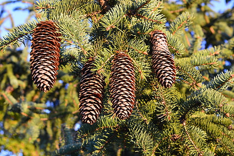 pinus, kerucut, pohon, daun, hijau, rindang, pinus, kerucut, Daun-daun, hijau, ranting, flora, dedaunan, batang, tanaman, tanaman hijau, conifer cone, kering, biji, tanaman keras, taman, warna hijau, pertumbuhan, fokus pada latar depan, hari, tidak ada orang, menanam, keindahan di alam, alam, kerucut pinus, pohon pinus, ketenangan, di luar rumah, tampilan sudut rendah, merapatkan, pinaceae, pohon jenis konifera, cabang, sinar matahari, daun, 5K, CC0, domain publik, bebas royalti