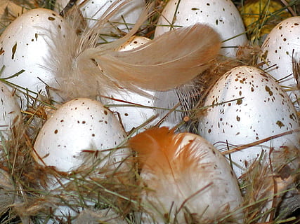 fjær på egg, påskeegg, påske nest, påske, vår, dekorasjon, fargerik, egg, fargerike egg, farge, påske dekorasjoner, egg boks, påskeharen, fjær, maling, tilpasset, farget, maleri, påske dekor, malt, colorize, god påske, farget egg, egg kopper, påskeeggmaleri, tegne, vannfarge, hvit, maler, nærbilde, ingen folk, anlegg, dyr, mat, dyre temaer, mat og Drikke, natur, dyreliv, dyr i naturen, vekst, dyr egg, friskhet, virvelløse, innendørs, velvære, høy vinkel visning, hvit farge, spise sunt, 1080P, CC0, offentlig domene, opphavsrett gratis