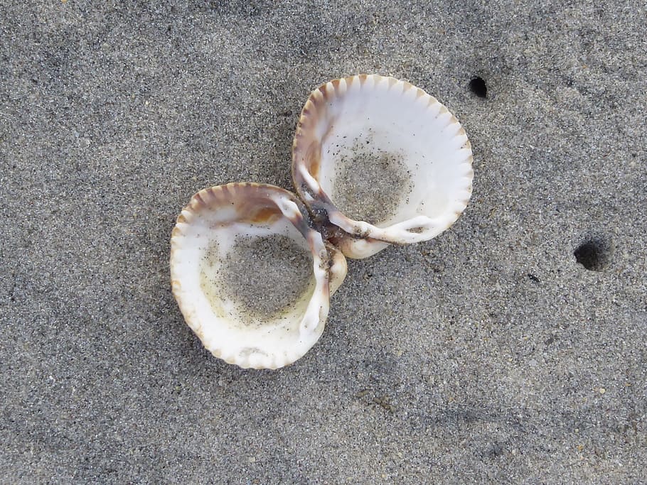 moře, skořápka, shell, pláž, mušle, písek, pobřeží, moře, shell, pláž, mořské mušle, Dovolená, šperky, detail, nikdo, uvnitř, den, přistát, vysoký úhel pohledu, Příroda, přímo nad, venku, stálý život, zvíře, zvířat, zvířecí shell, pevný, texturou, krása v přírodě, 2K