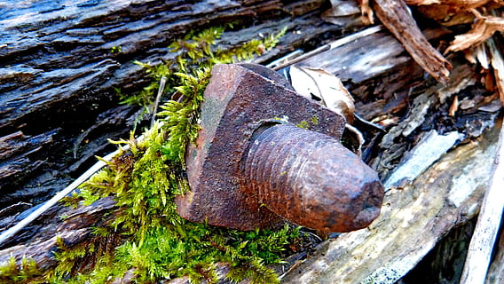 Noce, bullone, ruggine, macro, schiuma, vecchio, legno, vecchio, legna, natura, un animale, temi animali, avvicinamento, all'aperto, giorno, legno - materiale, albero, nessuno, pianta, ceppo, legname, tronco d'albero, foresta, strutturato, terra, danneggiato, la deforestazione, tronco, vista dall'alto, concentrarsi sulle conoscenze acquisite, abbaiare, 4K, CC0, dominio pubblico, privo di copyright