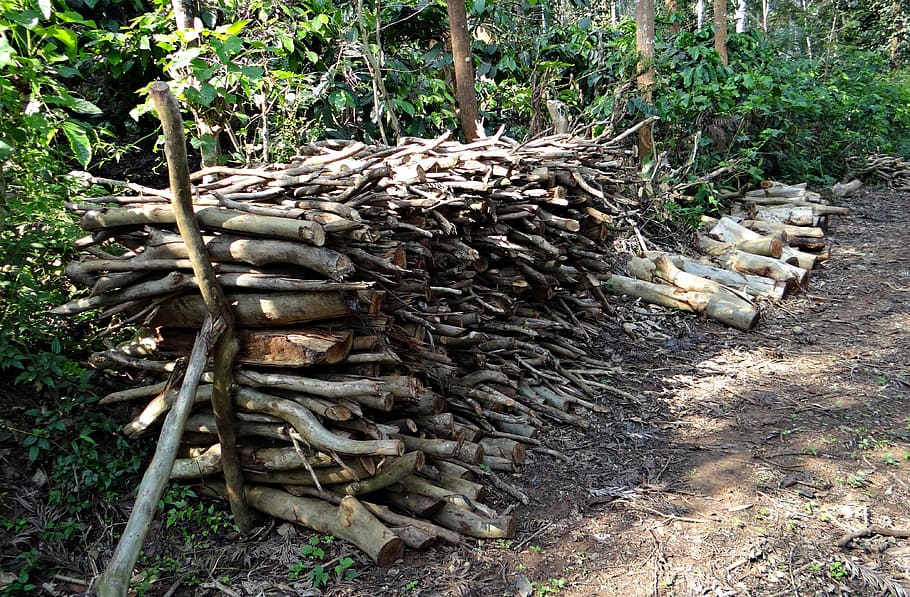 llenya, combustible, pila, bosc, kodagu, Índia, registre, planta, arbre, naturalesa, terra, material de fusta, fusta, dia, cap gent, indústria de la fusta, desforestació, creixement, abundància, camp, gran grup d'objectes, a l'aire lliure, pila de fusta, 4K