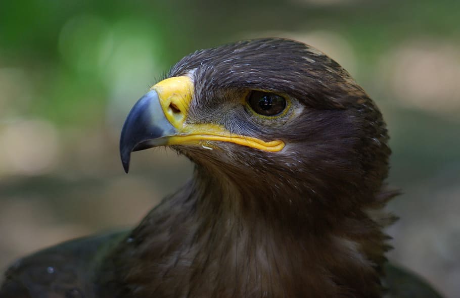 Steppenadler, schwarzer Vogel, Vogel, Falke, Adler, Schnabel, Auge, ein Tier, Tierthemen, Wirbeltier, Tier, Fokus auf den Vordergrund, Tiere in freier Wildbahn, Nahansicht, Raubvogel, Tierwelt, Tierkopf, Tierkörperteil, Tag, keine Leute, Wegschauen, suchen, Natur, draußen, Adler - Vogel, Tierauge, Profilansicht, 2K
