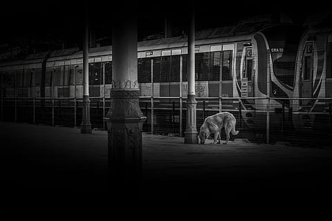 dog, train, station, mammal, domestic, domestic animals, pets, one animal, vertebrate, canine, architecture, no people, built structure, standing, indoors, day, architectural column, 4K, CC0, public domain, royalty free