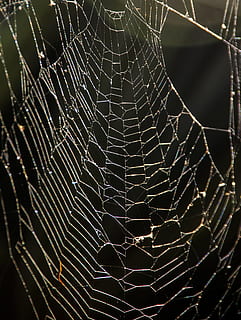 web, araña, trampa, enredo, salvaje, Australia, telaraña, fragilidad, vulnerabilidad, de cerca, patrón natural, complejidad, nadie, temas de animales, animal, modelo, centrarse en primer plano, belleza en la naturaleza, naturaleza, invertebrado, animales en la naturaleza, intrincación, arácnido, un animal, fauna animal, al aire libre, fondo negro, 2K, CC0, dominio público, libre de derechos