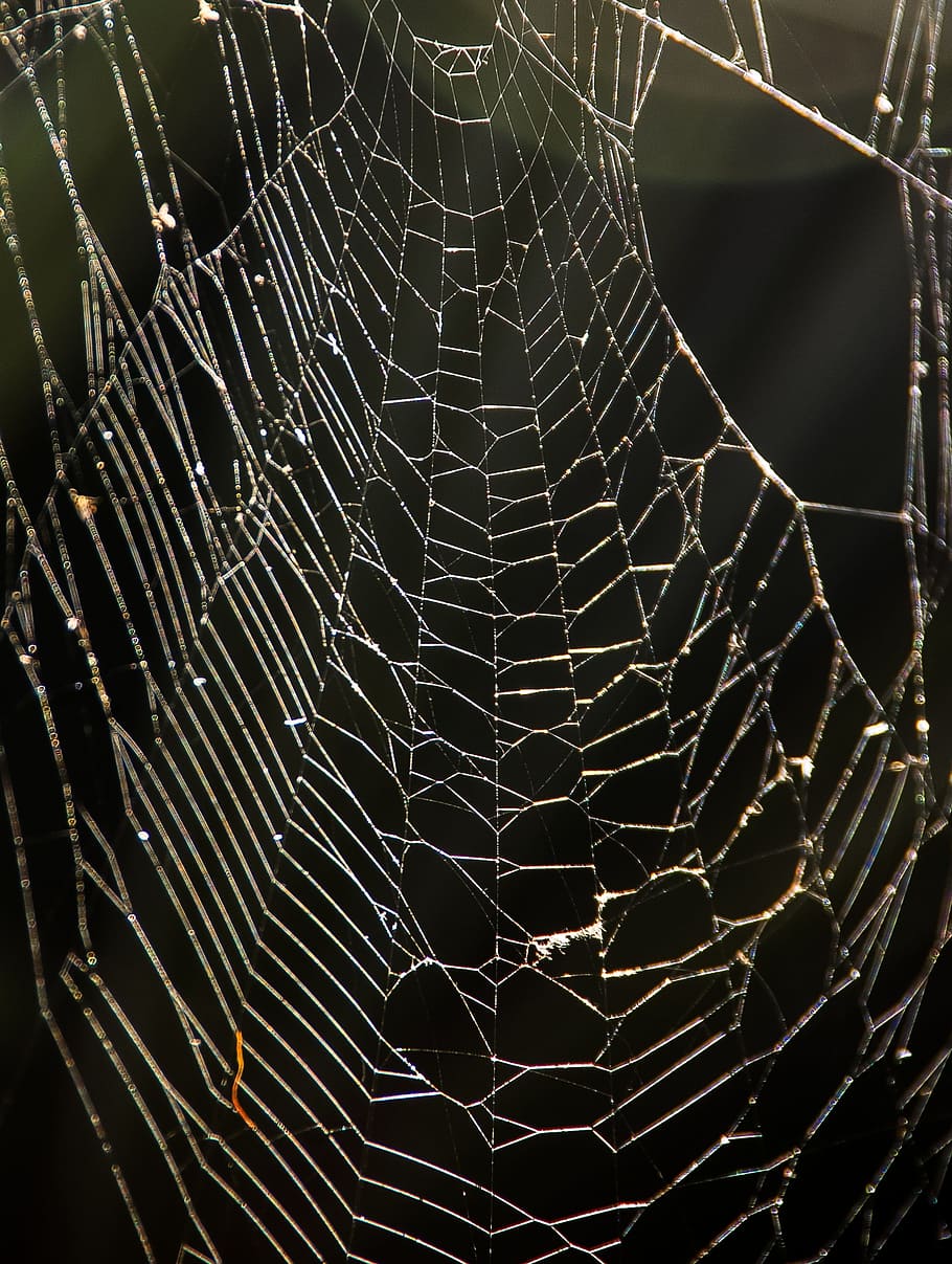 web, pavouk, past, spleť, divoký, Austrálie, pavoučí síť, křehkost, zranitelnost, detail, přírodní vzor, složitost, nikdo, zvířat, zvíře, vzor, zaměřit se na popředí, krása v přírodě, Příroda, bezobratlý, zvířata ve volné přírodě, pavoukovec, jednoho zvířete, venku, černé pozadí, 2K