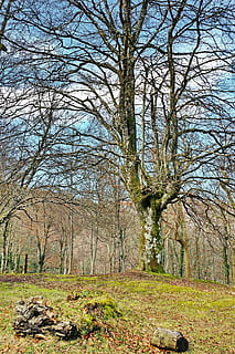 faig, arbre, Hayedo, bosc, tronc de l'arbre, naturalesa, branques, paisatge, tronc, parc, verd, planta, tranquil·litat, terra, arbre nu, dia, cap gent, escena tranquil·la, bellesa a la natura, branca, escenics - natura, escena no urbana, creixement, camp, herba, a l'aire lliure, 4K, CC0, domini públic, lliure de regalies