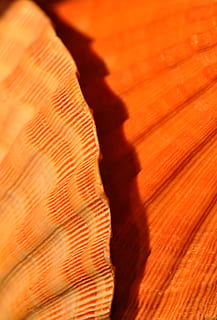 Scallops, Shells, Shellfish, Seashell, marine, seafood, ocean, orange, nature, backgrounds, pattern, close-up, orange Color, abstract, macro, yellow, indoors, low section, people, human body part, one person, shadow, no people, sunlight, wood - material, day, wood, textured, leisure activity, full frame, 4K, CC0, public domain, royalty free
