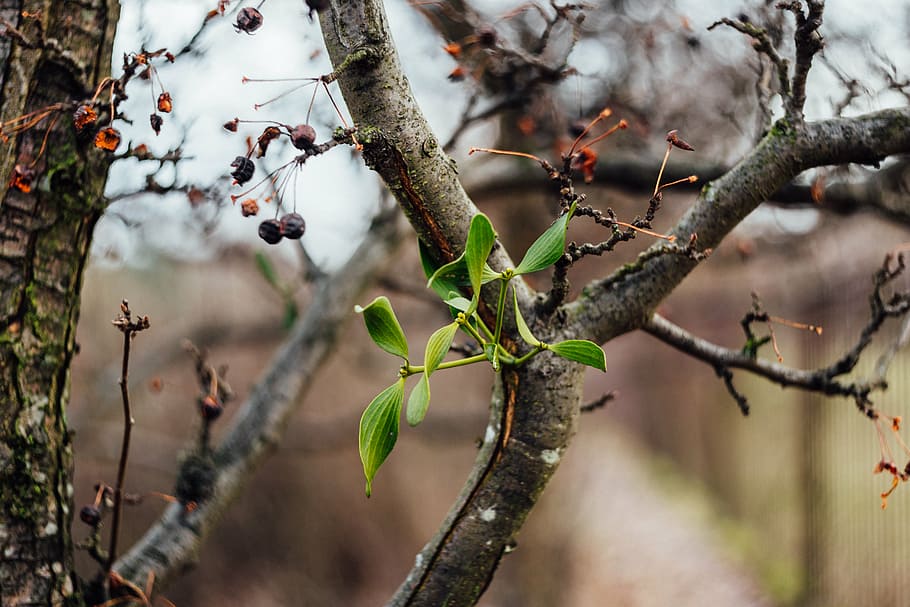 zelená, rostlina, během dne, poboček, zastavit, ovoce, Příroda, bokeh, rozmazat, venkovní, strom, větev, den, venku, nikdo, krása v přírodě, větvička, květ, zaměřit se na popředí, růst, detail, rostlinné části, list, selektivní zaměření, jídlo, klid, jídlo a pití, jaro, 5K