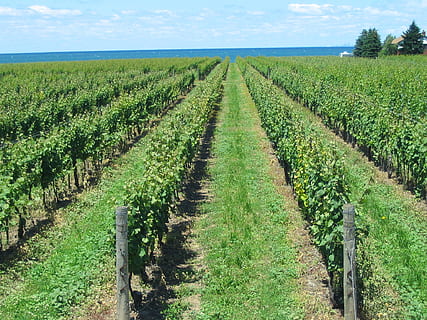 kebun anggur, anggur, tanaman merambat, baris, selentingan, musim panas, pemeliharaan anggur, pertanian, niagara-on-the-lake, ontario, Kanada, pertumbuhan, pemandangan, bidang, menanam, tanah, pemandangan pedesaan, scenics - alam, lingkungan Hidup, tanah pertanian, tanaman, warna hijau, adegan yang tenang, keindahan di alam, alam, ketenangan, langit, berturut-turut, hari, tidak ada orang, pembuatan anggur, di luar rumah, perspektif yang berkurang, perkebunan, 1080P, CC0, domain publik, bebas royalti