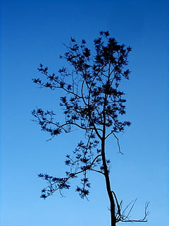 Baum, einsam, Kofferraum, Single, Himmel, Blau, alt, alter Baum, tot, Pflanze, Flachwinkelansicht, klarer Himmel, keine Leute, Schönheit in der Natur, Ruhe, Tag, Natur, Wachstum, Ast, Szenen - Natur, draußen, ruhige Szene, kahler Baum, Silhouette, kopieren sie platz, Baumstamm, 2K, CC0, gemeinfrei, lizenzfrei