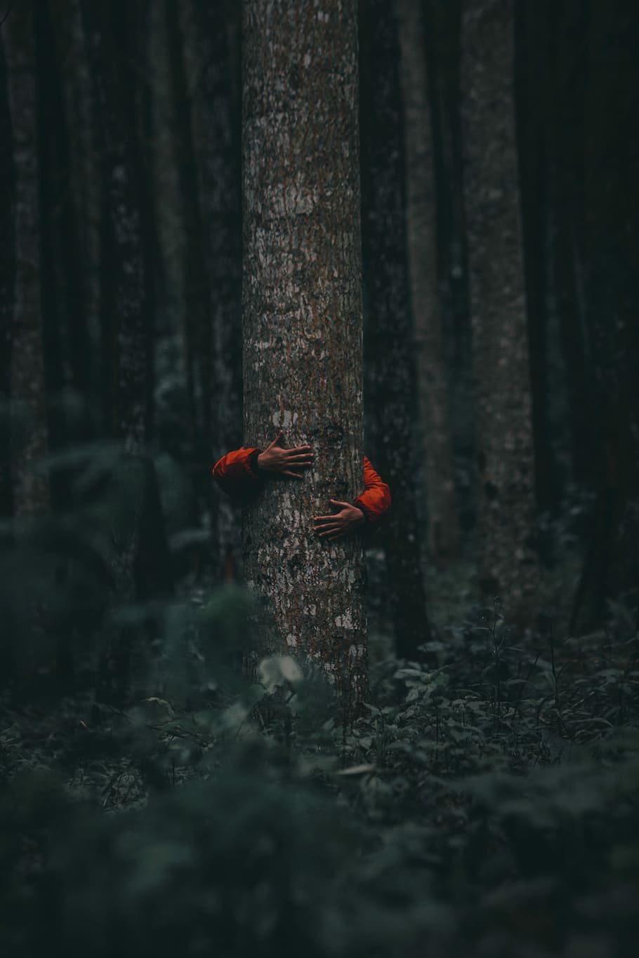 Baumumarmer, Person, die Baum hält, Baum, klettern, Hände, halten, Person, Wald, Land, selektiver Fokus, Natur, Tiere in freier Wildbahn, Pflanze, keine Leute, Tierthemen, Tierwelt, Baumstamm, Tier, rot, Kofferraum, Wirbeltier, Tag, Holz - Material, draußen, Schönheit in der Natur, 4K