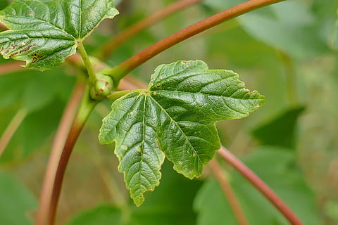maple de munte, închide, frunze, peisaj, natură, desigur, Culoarea verde, creştere, plantă, mancare si bautura, a închide, prospeţime, alimente, nici o persoana, mâncat sănătos, parte a plantelor, să se concentreze asupra primelor elemente, frumusețe în natură, zi, în aer liber, vena frunzelor, plante stem, copac, fruct, 5K, CC0, domeniu public, fără drepturi de autor