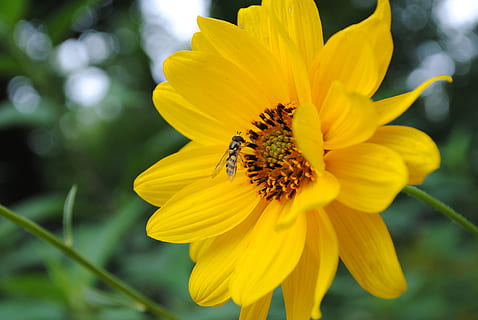 Biene, Nektar, Blume, Garten, Makro, fliegendes Insekt, blühende Pflanze, Zerbrechlichkeit, Blütenblatt, Gelb, Verletzlichkeit, Frische, Schönheit in der Natur, wirbellos, Wachstum, Insekt, Blütenkopf, Pflanze, Tiere in freier Wildbahn, Tierthemen, Tierwelt, Blütenstand, ein Tier, Nahansicht, Tier, Pollen, Bestäubung, keine Leute, draußen, 4K, CC0, gemeinfrei, lizenzfrei