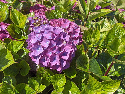 ortanca, hydrangeas, Çiçekler, Bahçe, bitki, büyüme, Yaprak, doğada güzellik, bitki bölümü, tazelik, çiçek, çiçekli bitki, kapatmak, pembe renk, yeşil renk, kırılganlık, doğa, Güvenlik açığı, gün, taçyaprağı, yüksek açılı görünüş, insansız, çiçeklenme, çiçek kafa, mor, açık havada, bahar, leylak, 2K, CC0, kamu malı, telif ücretsiz