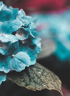 fotografi makro, biru, bunga-bunga, foto makro, hydrangea kecil, aqua, berkembang, alam, menanam, bunga, merapatkan, ungu, makro, daun, daun bunga, fokus pada latar depan, tidak ada orang, keindahan di alam, pertumbuhan, bagian tanaman, tanaman berbunga, kerentanan, kerapuhan, kesegaran, hari, di luar rumah, hydrangea, hal berkembang, kepala bunga, 5K, CC0, domain publik, bebas royalti