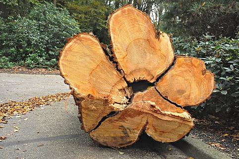 strom, sekl, střih, log, dřevo, řezivo, růstové prstence, texturu dřeva, struktura, Příroda, zlatavě hnědá, den, odlesňování, palivové dříví, nikdo, rostlina, dřevo - materiál, les, detail, přistát, venku, paliva a energie, dřevařský průmysl, otázky životního prostředí, slunečního světla, hnědý, 1080P, CC0, veřejná doména, bez autorských práv