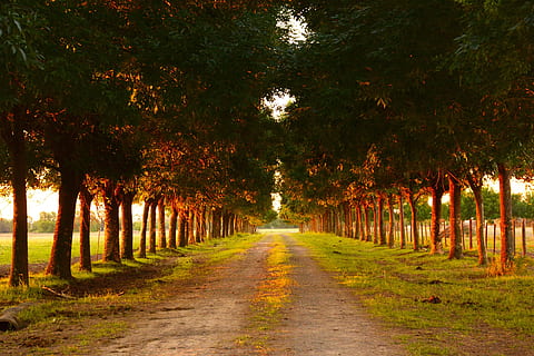 campo, rural, camino, arboles, paisaje, árboles del camino, el campo, naturaleza, camino rural, sendero, caminar, granja, calma, árbol, paisaje rural, dirección, planta, el camino a seguir, crecimiento, perspectiva decreciente, treelined, nadie, belleza en la naturaleza, tranquilidad, en una fila, la carretera, punto de fuga, al aire libre, parque, escena tranquila, tierra, el maletero, copas de los árboles, 5K, CC0, dominio público, libre de derechos