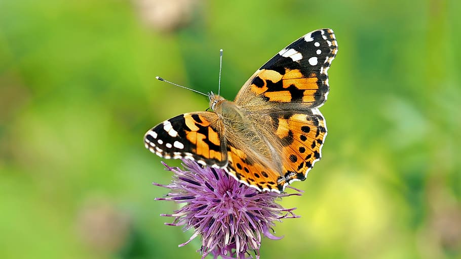 poc profund, focus, pintat, senyora papallona, porpra, flor, insecte, naturalesa, en viu, papallona - insecte, ala dels animals, temes d'animals, fauna animal, bellesa a la natura, animal, invertebrat, planta amb flors, un animal, planta, primer pla, fragilitat, animals a la natura, vulnerabilitat, part del cos dels animals, centrar-se en primer pla, frescor, cap gent, a l'aire lliure, cap de flor, polinització, 1080P