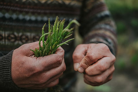 henkilö, tilalla, vihreä, lehdet, ruoho, käsissä, vanhukset, villapaita, ruoka, pohjoismaista ruokaa, suola, luonto, ruoka + juoma, foodporn, pohjoismainen, ulko-, käsi, glasswort, ihmisen käsi, ihmiskehon osa, yksi henkilö, lähikuva, vihreä väri, keskittyä etualalle, kasvi, maatalous, aikuinen, kasvu, miehet, ruoka ja juoma, tuoreus, korjuu, ruumiin osa, ulkona, viljelijä, sormi, puutarhanhoito, 5K, CC0, public domain, rojaltivapaa