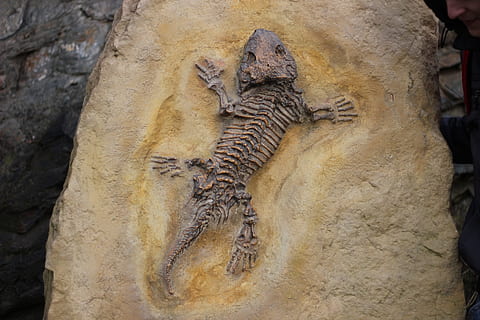 sort reptil fossil, fossiler, knogle, firben, fossil, dyr, dyre temaer, ingen mennesker, dyreliv, dag, hvirveldyr, Kunst og håndværk, historie, natur, krybdyr, repræsentation, dyr i naturen, udendørs, tæt på, murbygningsfunktion, skulptur, gammel, håndværk, fortiden, solid, 5K, CC0, offentligt domæne, royaltyfrie