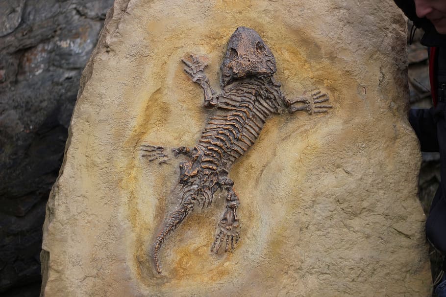 schwarzes Reptilienfossil, Fossilien, Knochen, Eidechse, Fossil, Tier, Tierthemen, keine Leute, Tierwelt, Tag, Wirbeltier, Kunst und Handwerk, Geschichte, Natur, Reptil, Darstellung, Tiere in freier Wildbahn, draußen, Nahansicht, Wandbau - Funktion, Skulptur, uralt, Kunst, die Vergangenheit, solide, 5K