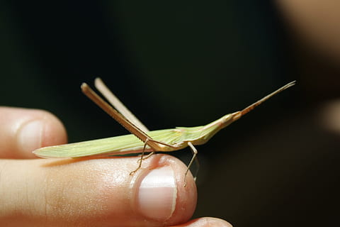 inseto, macro, natureza, insetos, campanha, detalhe, mão, dedo, animais, prato, haste, parte do corpo humano, mão humana, um animal, parte do corpo, invertebrado, fechar-se, uma pessoa, animais selvagens, dedo humano, animais em estado selvagem, parte do corpo animal, segurando, unha da mão, unha, fundo preto, membro humano, 4K, CC0, domínio público, royalty free