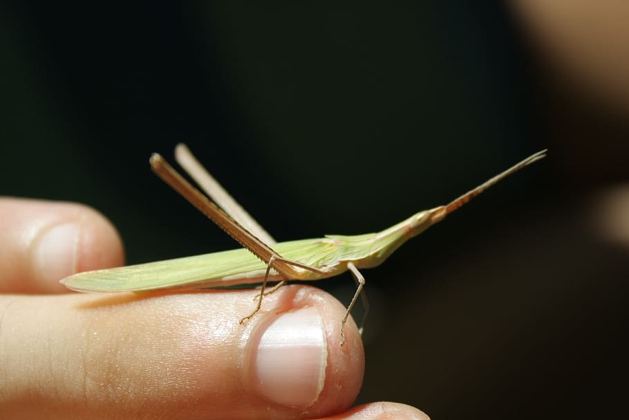 inseto, macro, natureza, insetos, campanha, detalhe, mão, dedo, animais, prato, haste, parte do corpo humano, mão humana, um animal, parte do corpo, invertebrado, fechar-se, uma pessoa, animais selvagens, dedo humano, animais em estado selvagem, parte do corpo animal, segurando, unha da mão, unha, fundo preto, membro humano, 4K