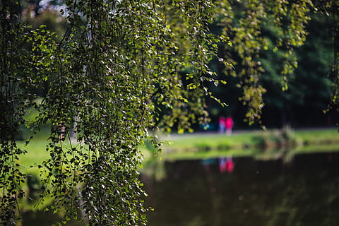 sunny, day, park, sunny day, summer, green, nature, walk, riverside, water, green Color, outdoors, wet, leaf, plant, drop, backgrounds, freshness, tree, growth, no people, beauty in nature, lake, tranquility, reflection, focus on foreground, selective focus, plant part, close-up, purple, 5K, CC0, public domain, royalty free